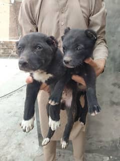Afghan Kuchi Puppies