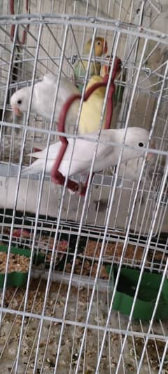 love birds | Breeder pair | Albino black eye /parrot 0
