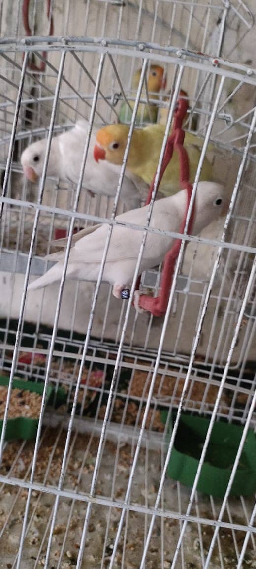 love birds | Breeder pair | Albino black eye /parrot 1