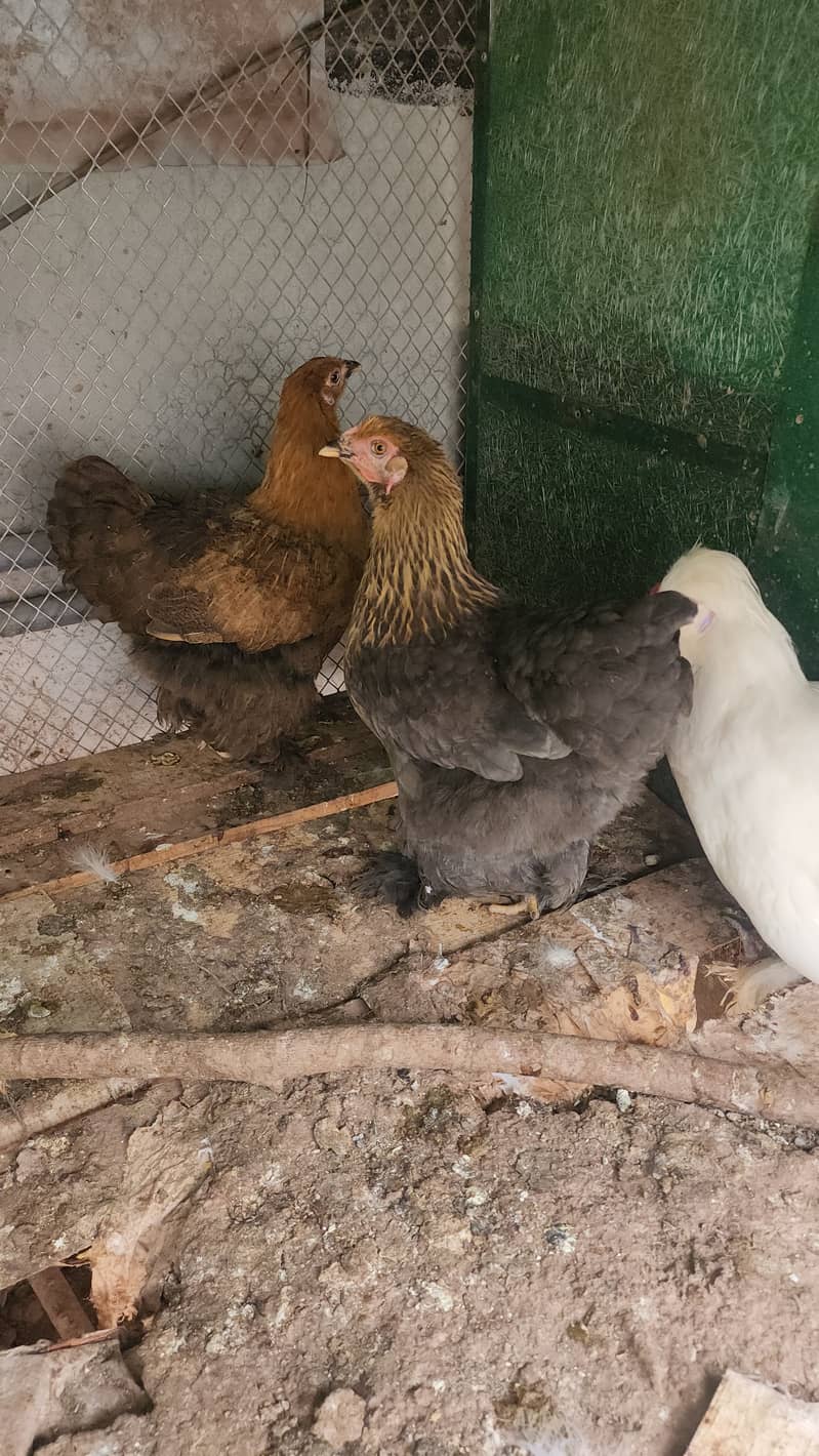 Black Silkie / Silky / Brahma Heavy/ White sultan 3