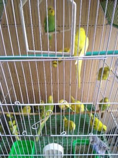 young 4 months aged Australian buggies pairs for sale 0