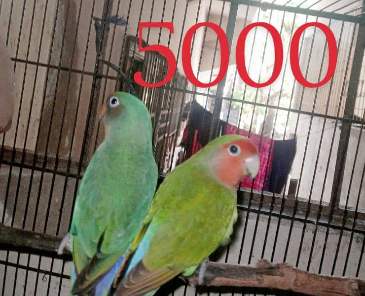 cage / pinjra.  peach face lovebird blue Pair 1