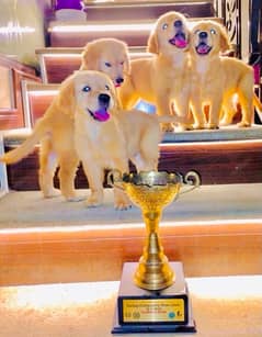 Golden Retriever pedigree puppies (TOP SHOW QUAILTY)