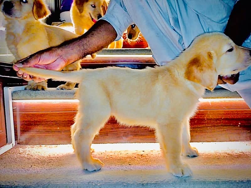 Golden Retriever pedigree puppies (TOP SHOW QUAILTY) 1