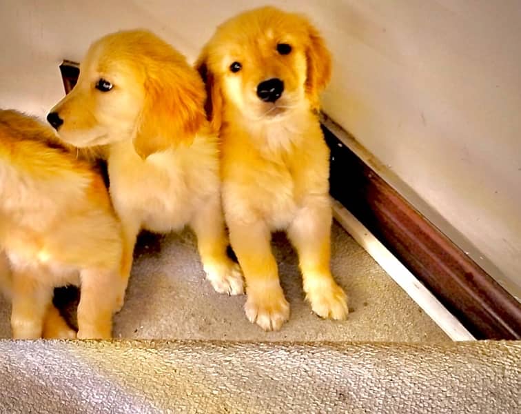 Golden Retriever pedigree puppies (TOP SHOW QUAILTY) 5