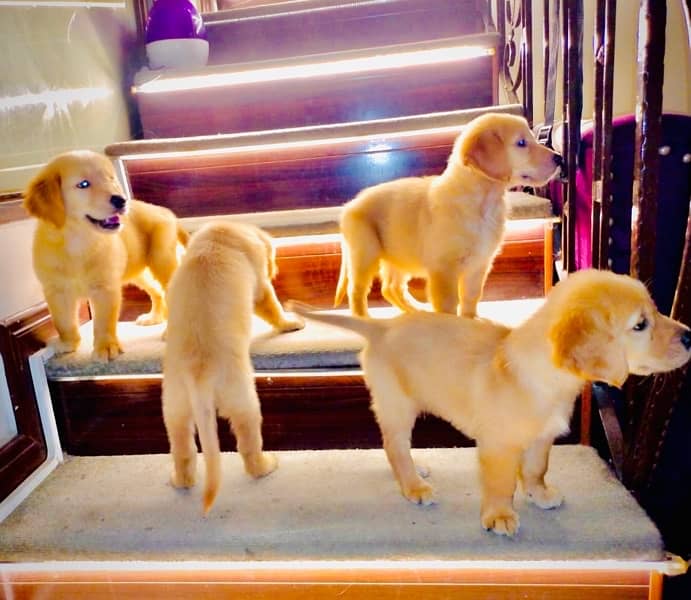 Golden Retriever pedigree puppies (TOP SHOW QUAILTY) 8