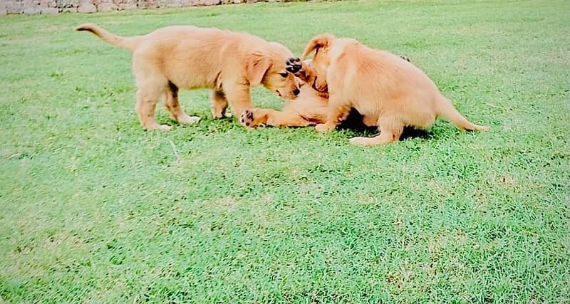 Golden Retriever pedigree puppies (TOP SHOW QUAILTY) 9