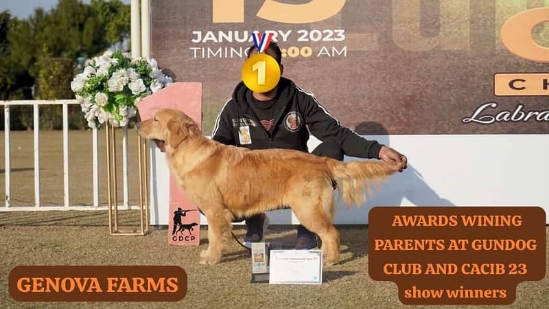 Golden Retriever pedigree puppies (TOP SHOW QUAILTY) 11