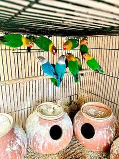 6 Breeder Pairs Available For Sale In Wah Cantt