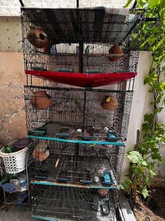 Parrots  + cage 0