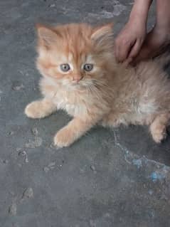 Persian kittens light brown colors 0