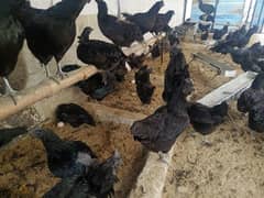 Ayam Cemani 1 & 2 months and other Fancy chicks & breeder available