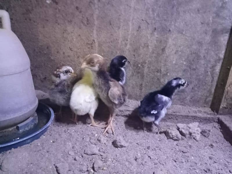 shamo chicks 9