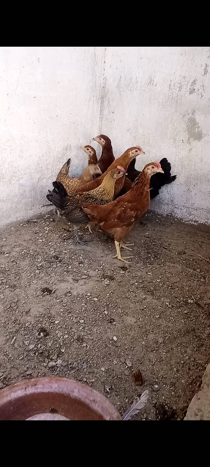 Goldens hens 0