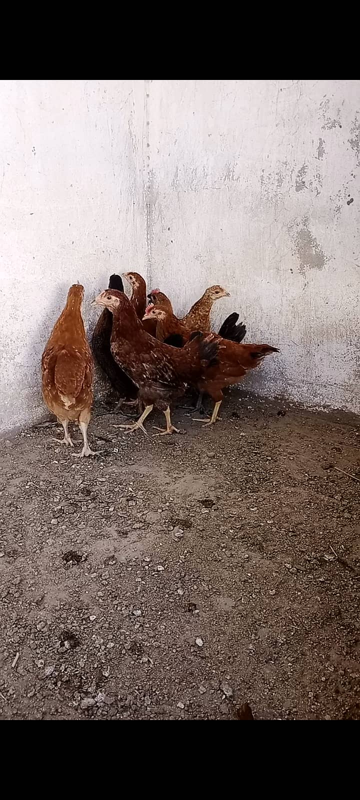 Goldens hens 1