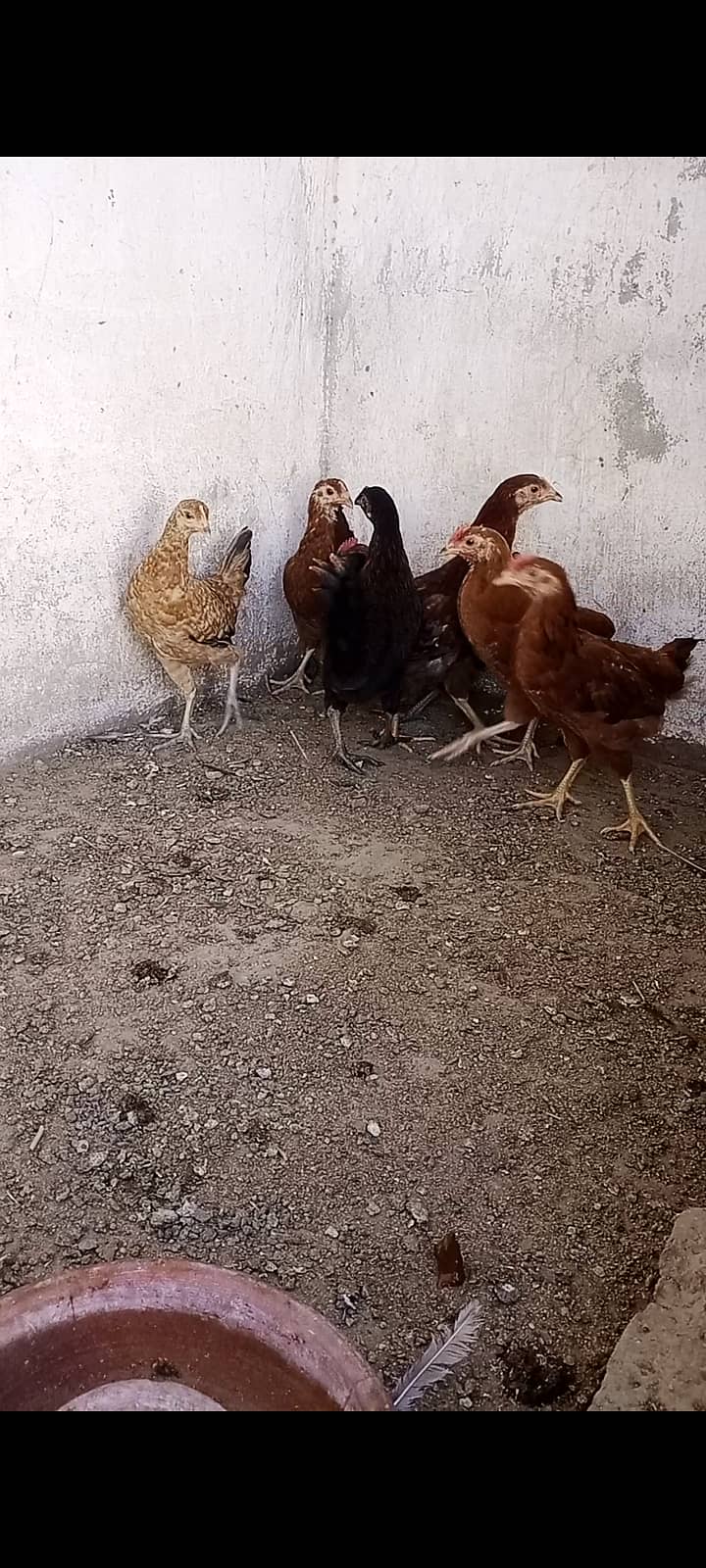 Goldens hens 2