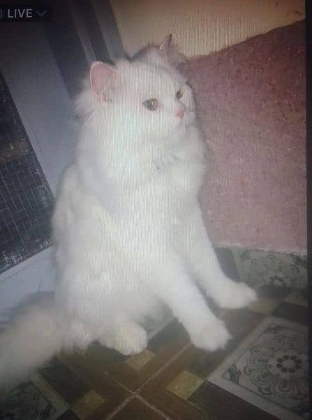 Persian Cat 3