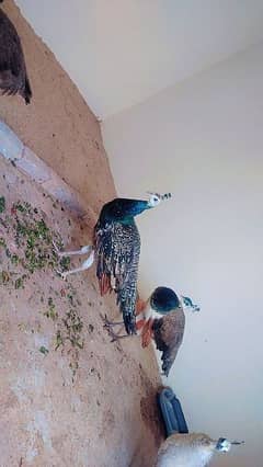 Two pair of peacock age 14 month for sale
