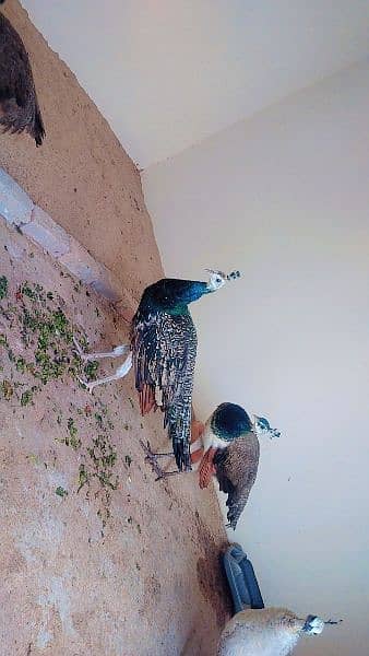 Two pair of peacock age 14 month for sale 0