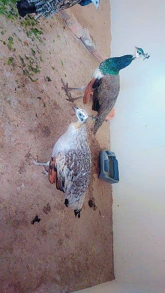 Two pair of peacock age 14 month for sale 1