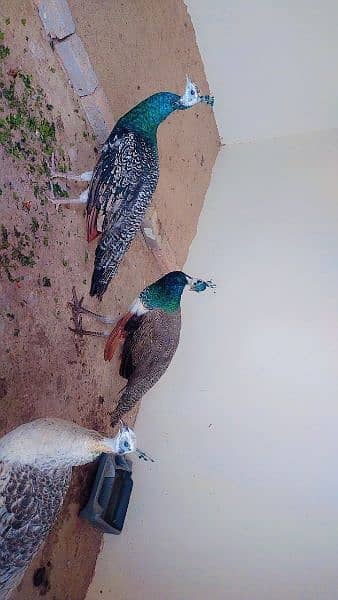 Two pair of peacock age 14 month for sale 2