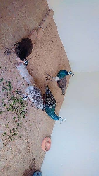 Two pair of peacock age 14 month for sale 4