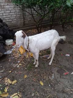 goat. 3ear. . goat baby 6 month. . . 03216481070