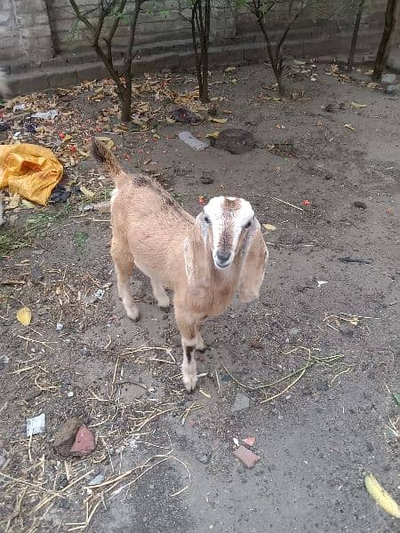 goat. 3ear. . goat baby 6 month. . . 03216481070 2