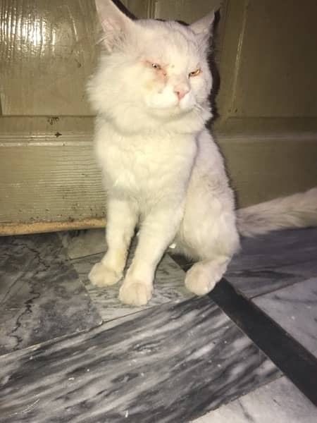 white persian cat  male Double coat 5