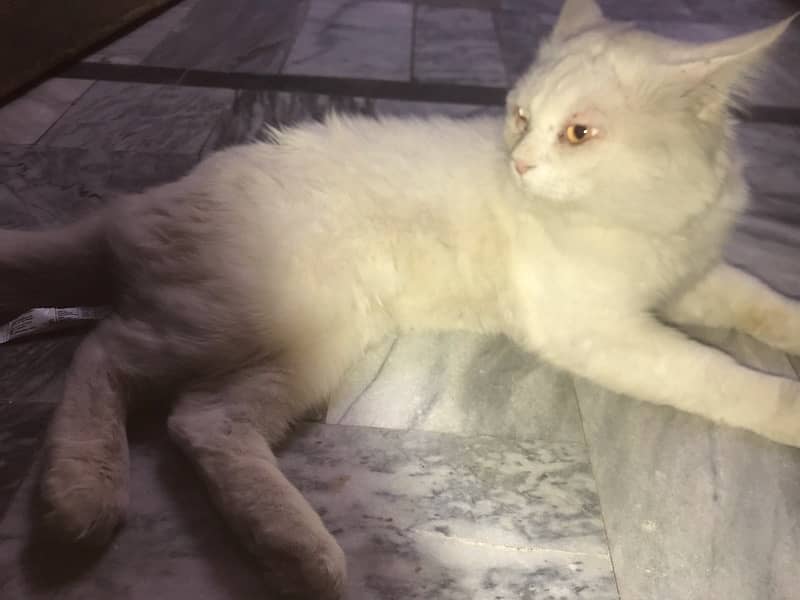 white persian cat  male Double coat 6
