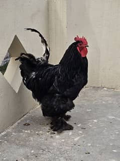 black buff male hen