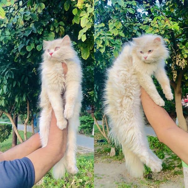 Persian Punch face triple coat cat Kitten 12
