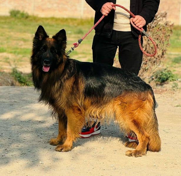 German Shepherd Pedigree Pups For Sale 1