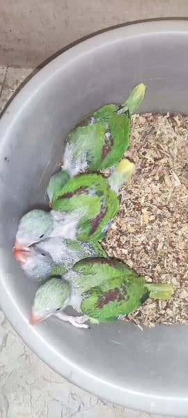 Green Ringneck & Pahari Chicks Available 7