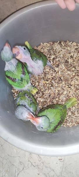 Green Ringneck & Pahari Chicks Available 9