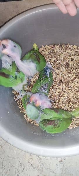 Green Ringneck & Pahari Chicks Available 10