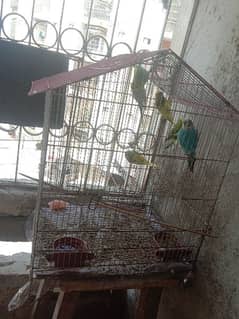 australian parrot/cage