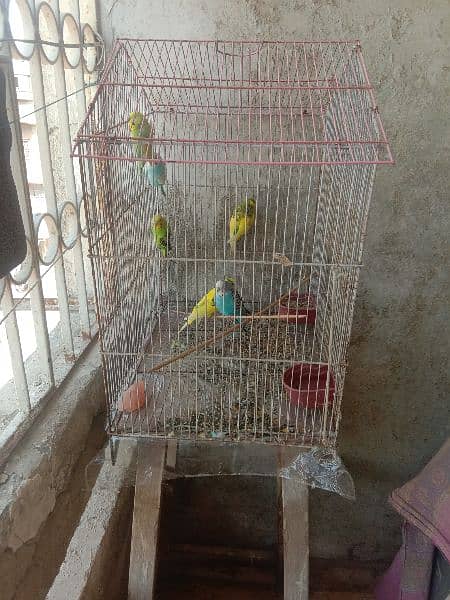 australian parrot/cage 1