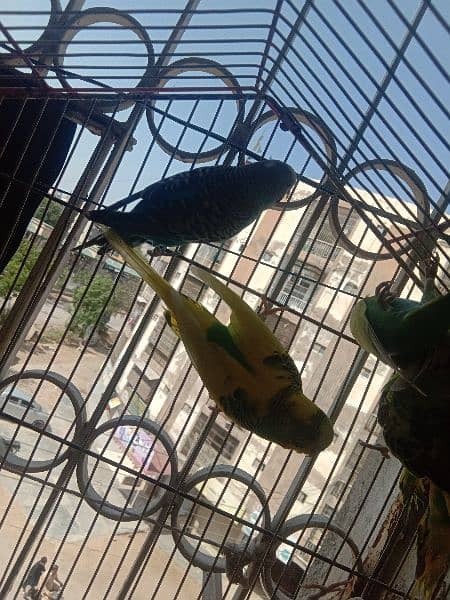 australian parrot/cage 2
