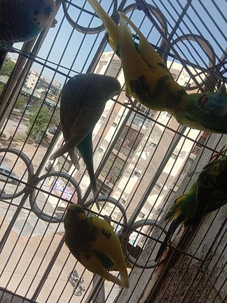 australian parrot/cage 4