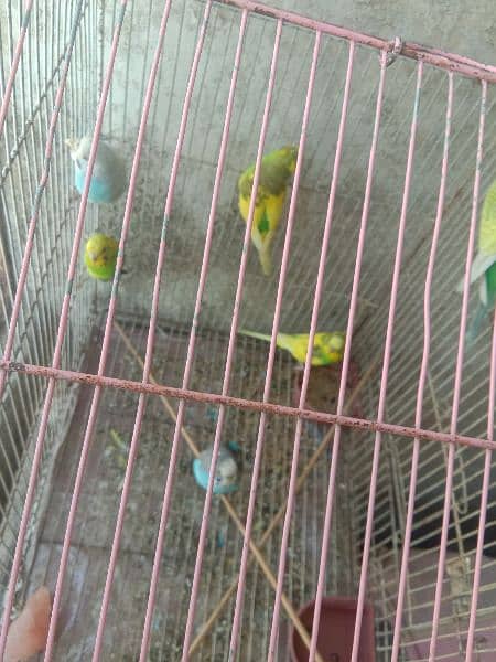 australian parrot/cage 5
