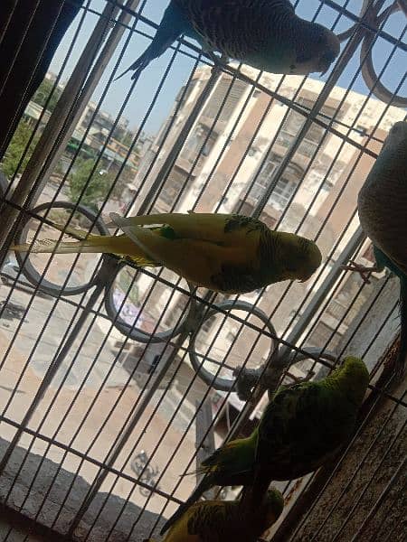 australian parrot/cage 6