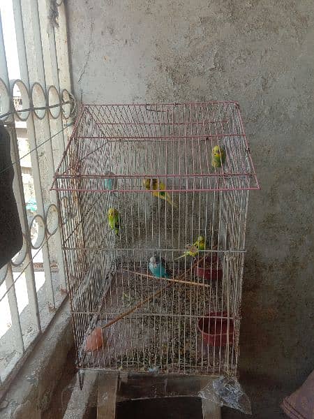 australian parrot/cage 7