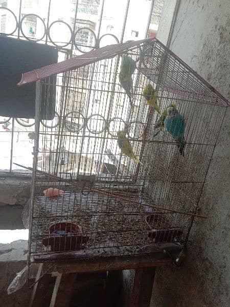 australian parrot/cage 8