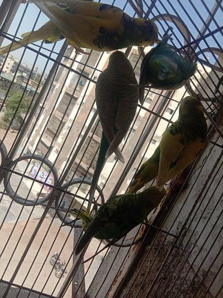 australian parrot/cage 9