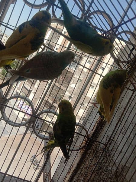 australian parrot/cage 10
