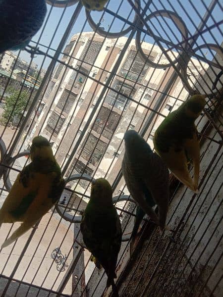australian parrot/cage 11