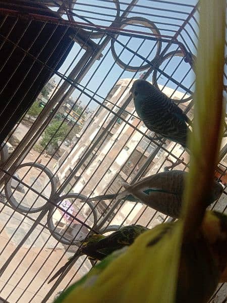 australian parrot/cage 12
