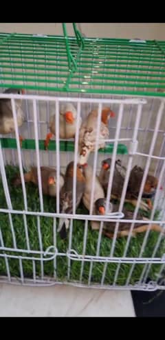 Mutations Finches available for Sale 0