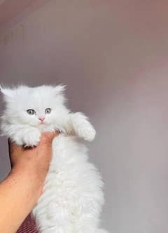 Pure Persian Kitten | Triple Coat Male Female Kitten Cats 0